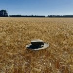 AAC Westking was one of the wheat varieties that Richard Cuthbert helped develop while at Agriculture Canada. The variety is shown here holding up a hat to highlight its strength and standability. Photo: Richard Cuthbert
