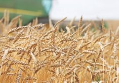 Prairie CWRS wheat bids firm to start 2026
