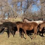 Fall clean-up and bringing animals home at the Eppich ranch