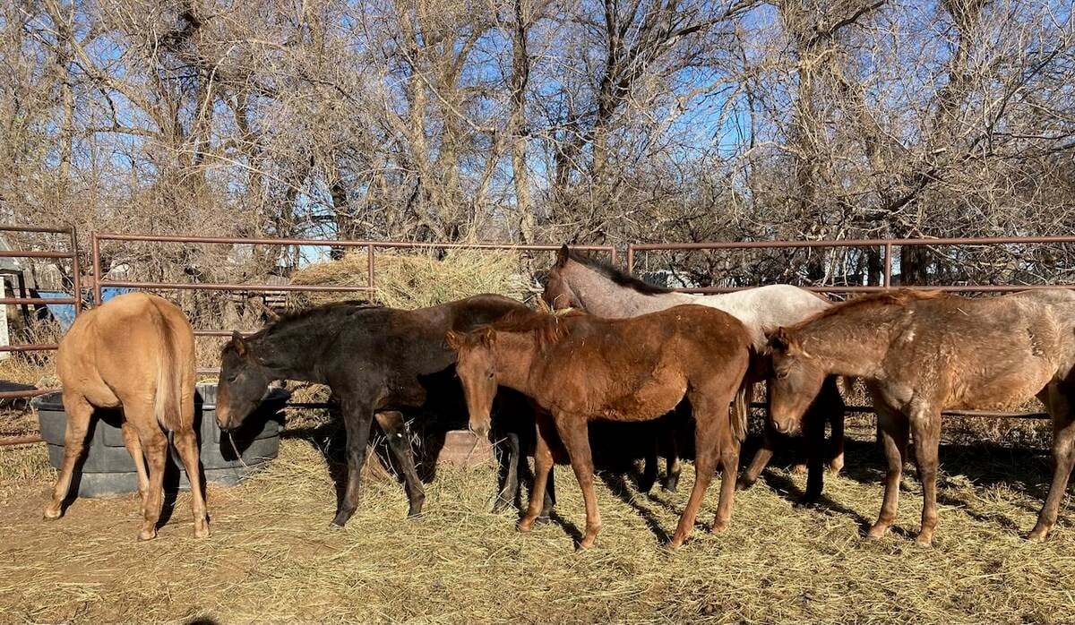 The foals settle down after a few days of being weaned. Photo: Heather Eppich