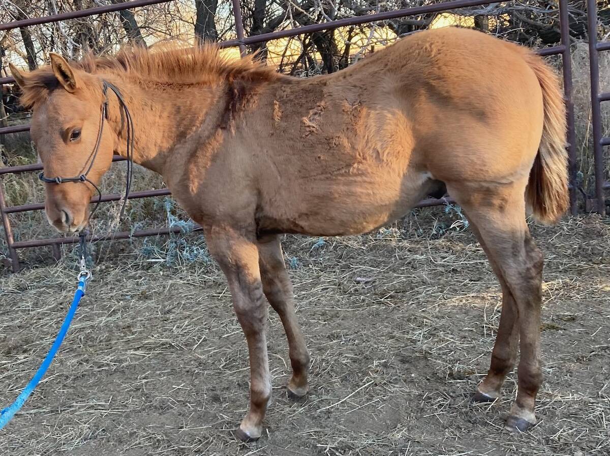 A few days after weaning, the halter training process begins. The foals learn quickly how to lead, tie, load and stand tied. They also get used to being around the kids and dogs. Photos: Heather Eppich