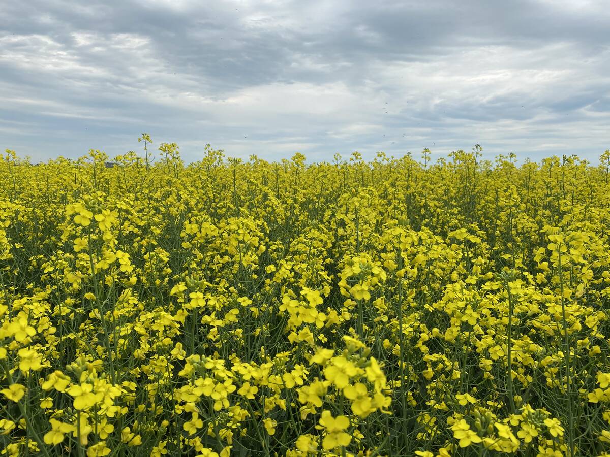 ICE weekly outlook: Canola selloff shows signs of slowing