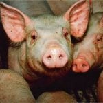 Prime Minister Mark Carney&rsquo;s announcement of a new strategic partnership with China includes tariff reductions on canola and pulses, but leaves in place a 25 per cent duty on Canadian pork imports. Photo: file
