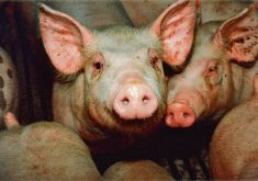 Prime Minister Mark Carney&rsquo;s announcement of a new strategic partnership with China includes tariff reductions on canola and pulses, but leaves in place a 25 per cent duty on Canadian pork imports. Photo: file
