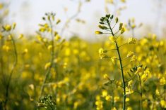 Tariffs for canola seed are to drop to a combined rate of about 15 per cent from the current combined rate of 84 per cent. Photo: Greg Berg
