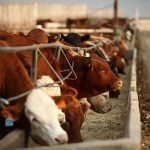 The Canadian Cattle Association argues that U.K. beef imports to Canada have surged, but regulatory issues have kept Canadian beef trade from growing the other direction. Photo: Canada Beef
