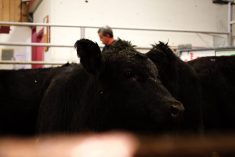 A cow in the auction ring at the Gladstone Auction Mart in October 2025.  Photo: Greg Berg
