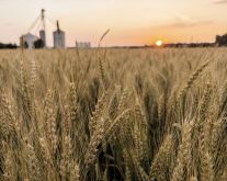 AAFC to cut more than 600 staff