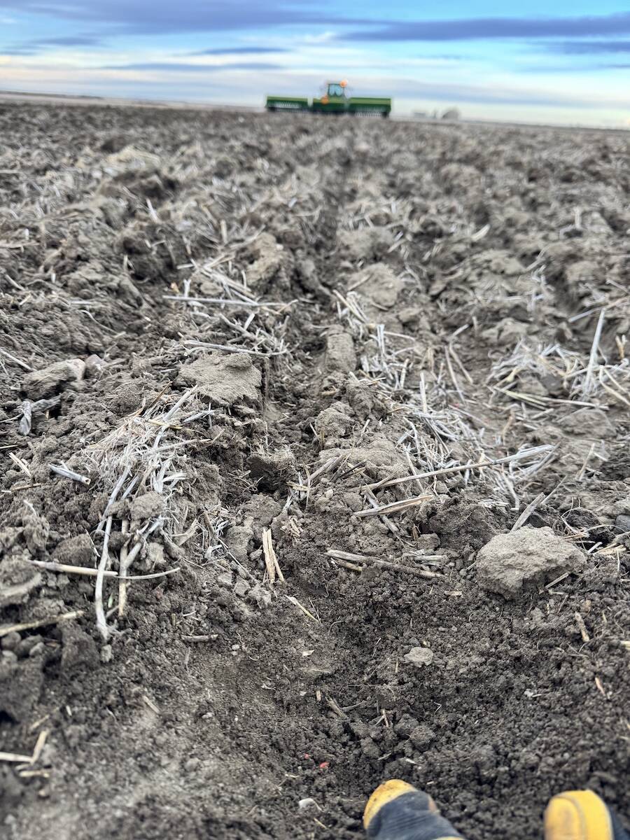 January seeding at Stamp Seeds in 2026. Photo: Greg Stamp