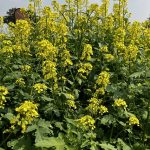 Mustard industry works to stop InVigorGold