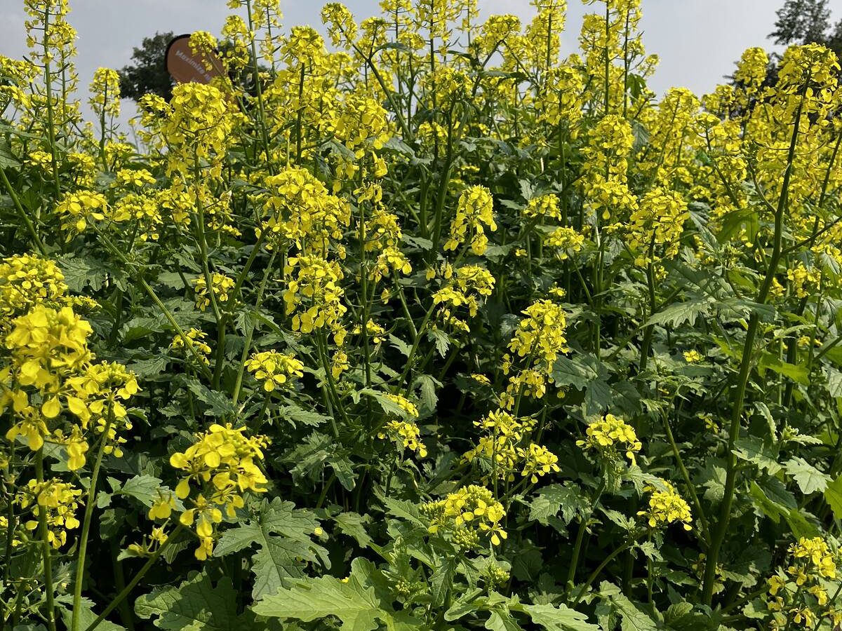 mustard varieties at the Mustard 21 Canada crop plots at Ag in Motion 2025.