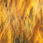 CBOT Weekly: Prices to continue higher