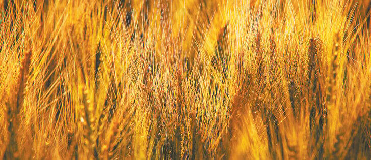 ICE Weekly: No end in sight for canola’s downfall