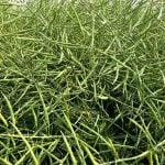 Chinese buyers have snapped up as much as 650,000 tons of Canadian seed since Beijing and Ottawa struck an initial trade deal earlier this month. Photo: Greg Berg
