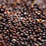 AgGronomyTV: Seed crop production in Canada: Part 2