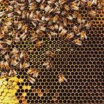Honeybees swarm around their Queen as she lays eggs inside a beehive. Photo: shaunl/Getty Images Plus
