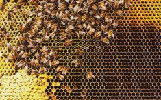 Honeybees swarm around their Queen as she lays eggs inside a beehive. Photo: shaunl/Getty Images Plus
