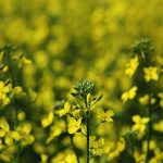 Canola industry pumped about 45Z clean fuel ruling in U.S.