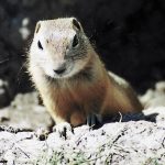 PMRA denies strychnine emergency use request