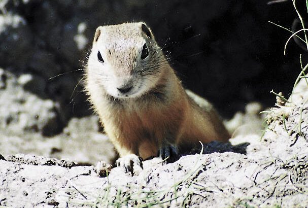 Delegates to the Saskatchewan Association of Rural  Municipalities convention say rural residents need access to liquid  strychnine to control gophers. (File photo)