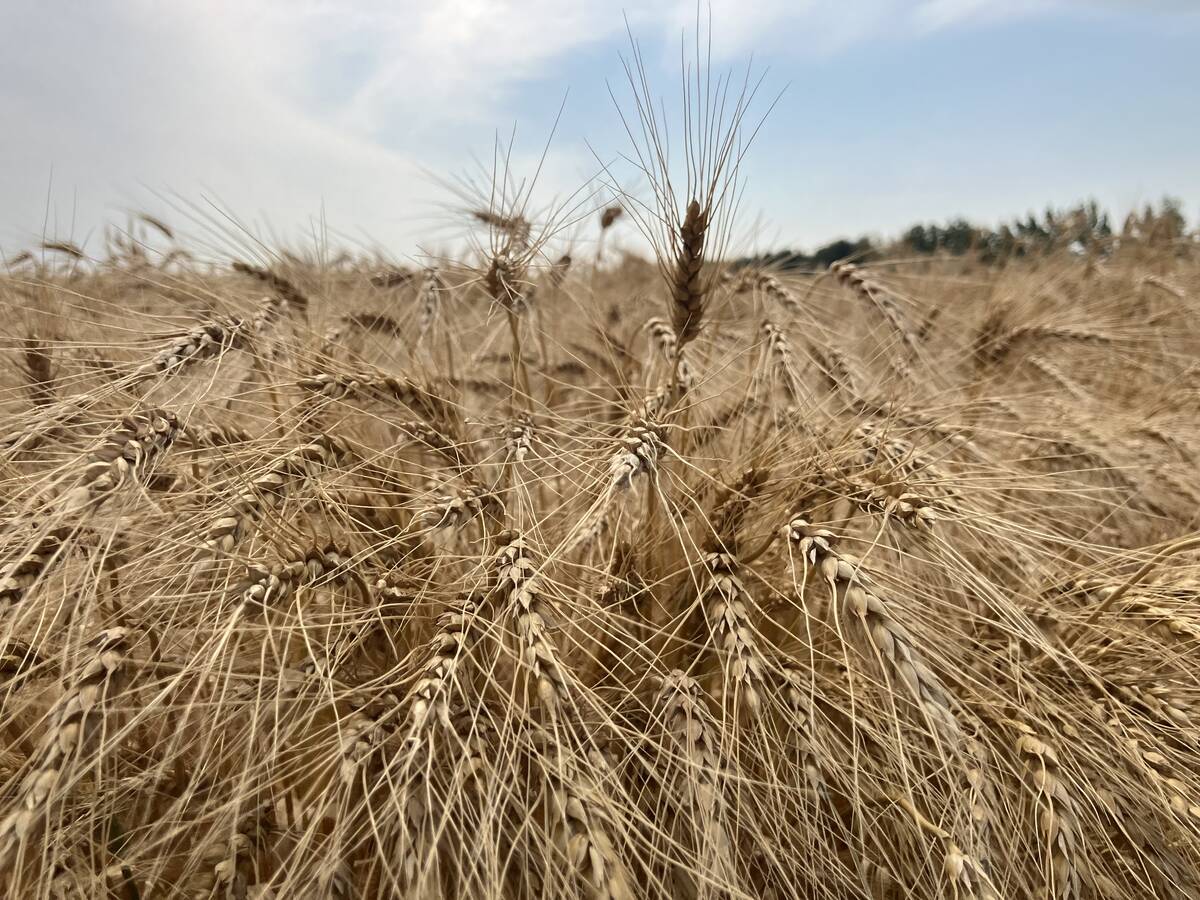Feed grains weekly: Looming tariffs scaring away demand