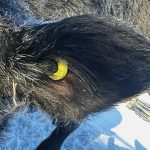 Get ready for an eventual transition on cattle traceability