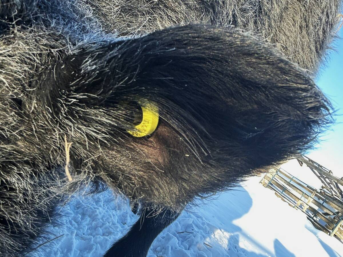 close up of CCIA tag in cow ear. Photo: Janelle Rudolph