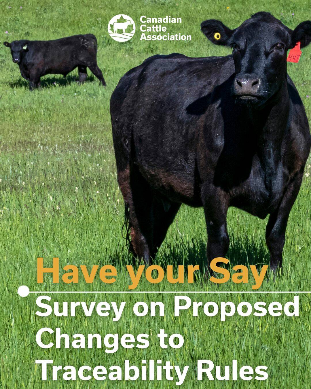 U.S. livestock: CME live cattle resume downtrend, but off lows