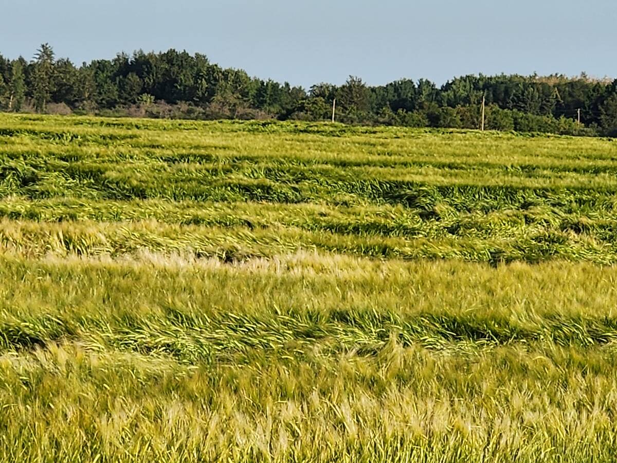 This 2025 wheat field, on the east side of Range Road 272 west of Edmonton, has never been in potatoes so far as I know. Notice the difference between this field and its neighbour? Photo: Ieuan Evans