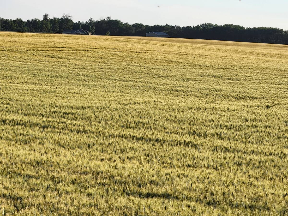 This 2025 wheat field, on the west side of Range Road 272 west of Edmonton, was in potatoes the previous growing season and does not show lodging issues. Photo: Ieuan Evans