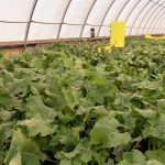 VIDEO: AgGronomyTV: How to grow a canola hybrid