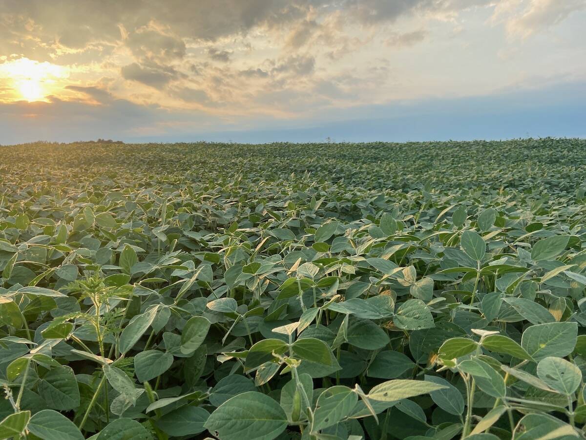 Double crop soybeans start growing half way through the season, so their yield potential is low. Photo: John Greig