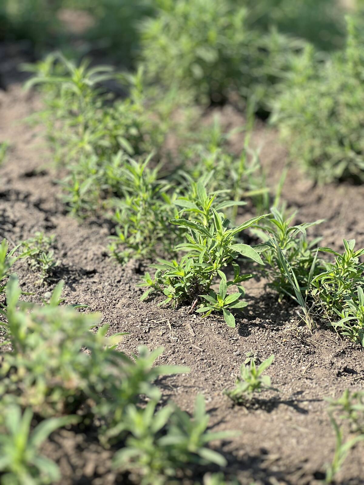 Kochia escapes after glufosinate applications in North Dakota are adding urgency to resistance concerns on the Prairies. Photo: File
