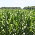 U.S. farmers grew the biggest corn crop in history last year at more than 17 billion bushels, stuffing the nation&rsquo;s grain bins and weighing on Chicago Board of Trade corn futures. Photo: John Greig
