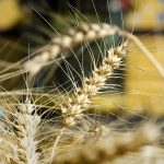 Wheat breeding system no longer works, Canadian Wheat Research Coalition report says