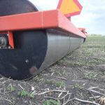 When post-emergence soybean rolling works, and when it doesn’t