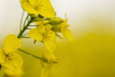 China&rsquo;s Ministry of Commerce said on Saturday that its probe determined that imported canola from Canada involved dumping and harmed China&rsquo;s domestic rapeseed industry, however it still proceeded to lower tariffs. Photo: Getty Images Plus
