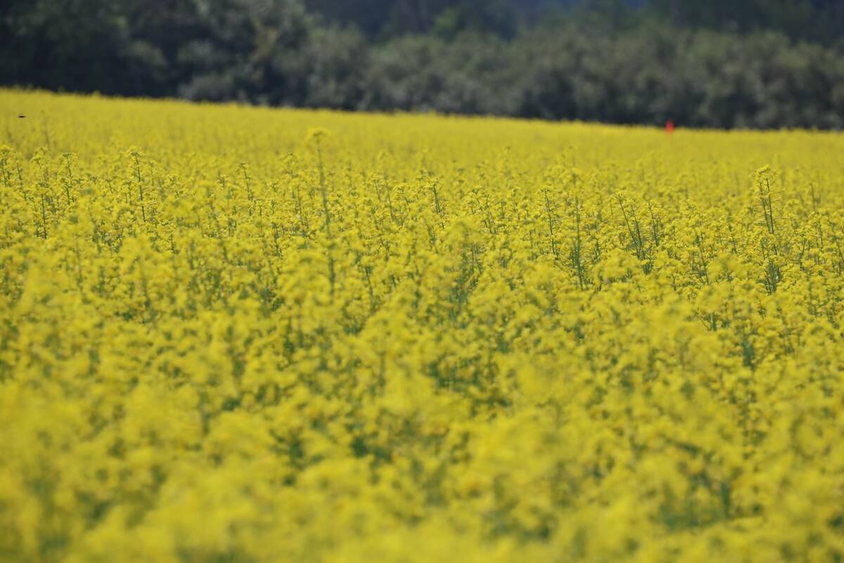 U.S. livestock: Burdensome supply worries drag down CME hog futures