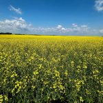 Lower canola seeding rates can pay off: study