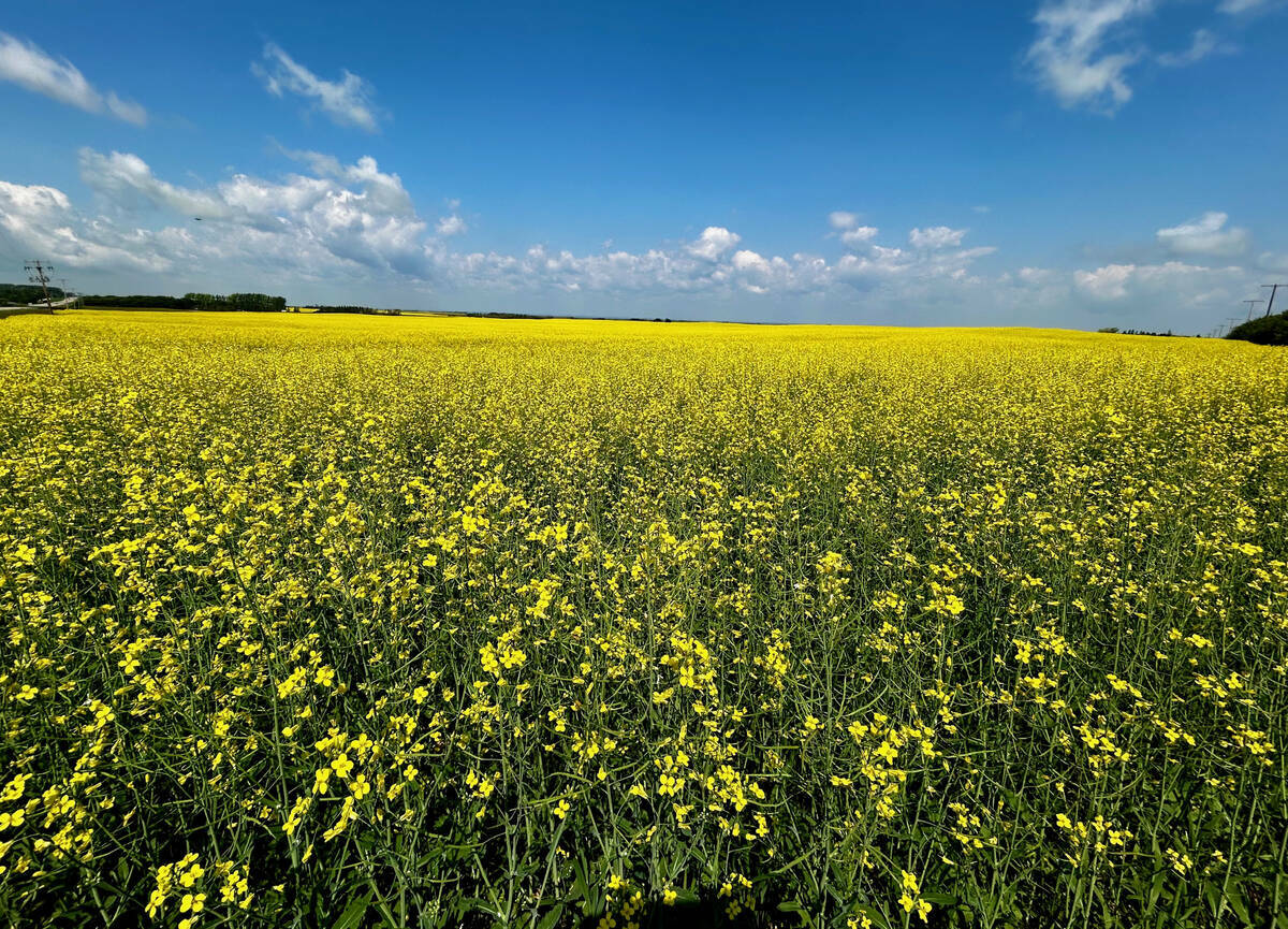canola