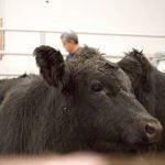 Cattle being sold at the Gladstone Auction Mart in Gladstone, Manitoba, on October 28, 2025. Photo: File
