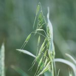 Think beyond the herbicide jug when dealing with wild oats