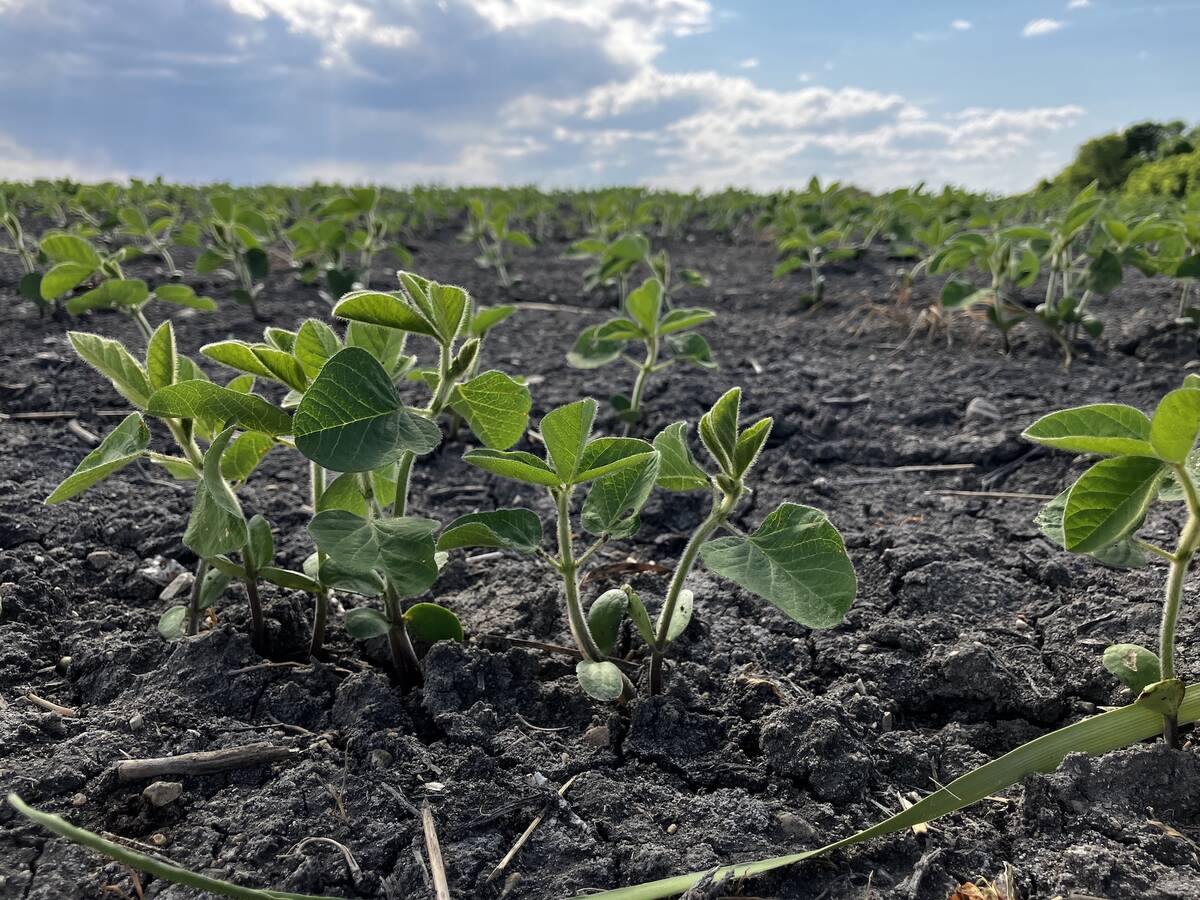 For 2026, farmers are unlikely to change their planting plans despite hikes in fertilizer prices. However, a provincial ag official said if changes were made, they would most likely be to soybeans or pulses. Photo: Greg Berg
