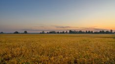 Photo: Jun Zhang/Getty Images Plus

