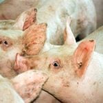 Federal government funds Quebec organic fertilizer company