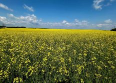 Speculators add to bullish bets in canola