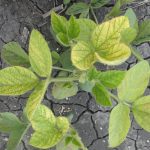 Selecting IDC-tolerant soybeans doesn’t reduce yield, Manitoba study confirms