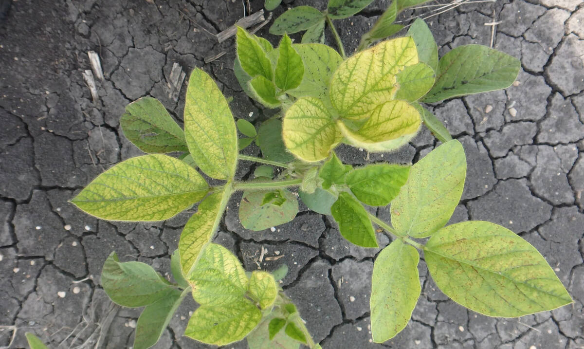 Soybean trifoliate leaf showing interveinal chlorosis, a symptom of iron deficiency chlorosis (IDC). Manitoba research found yield declines as IDC scores increase in affected areas, but no yield penalty in unaffected zones when tolerant varieties are selected. Photo: MPSG
