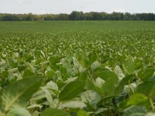 Agroconsult estimated Brazil&rsquo;s soybean crop for the 2025/26 season at a record 184.7 million metric tons.Photo: File
