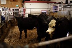 Analysts said despite the pressures on the business, the results from JBS&rsquo; North American beef division were better than expected, including the year-over-year margin compression. Photo: File
